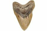Fossil Megalodon Tooth - North Carolina #200237-1